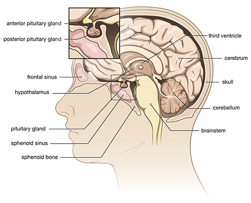 Posterior Pituitary 