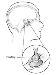 The Pituitary Gland